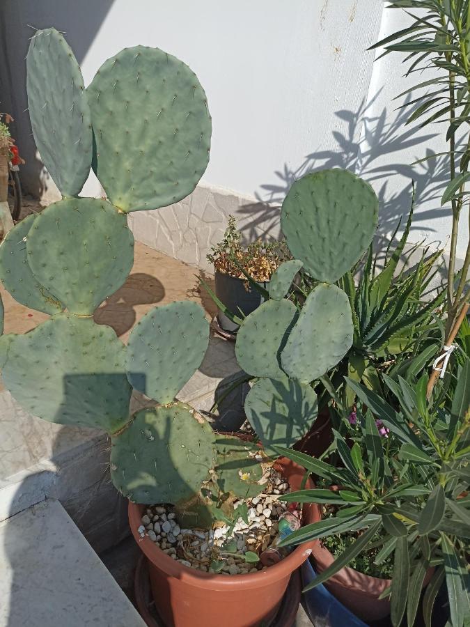 Fichi D India Daire Cellino San Marco Dış mekan fotoğraf